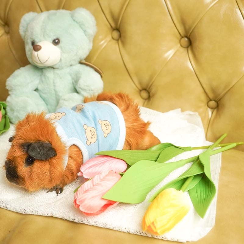 オーダー受付ページ⭐︎モルモット服 くまさん柄 モルモット服 くまちゃん柄 ブルー | モルモット服専門 morucolle