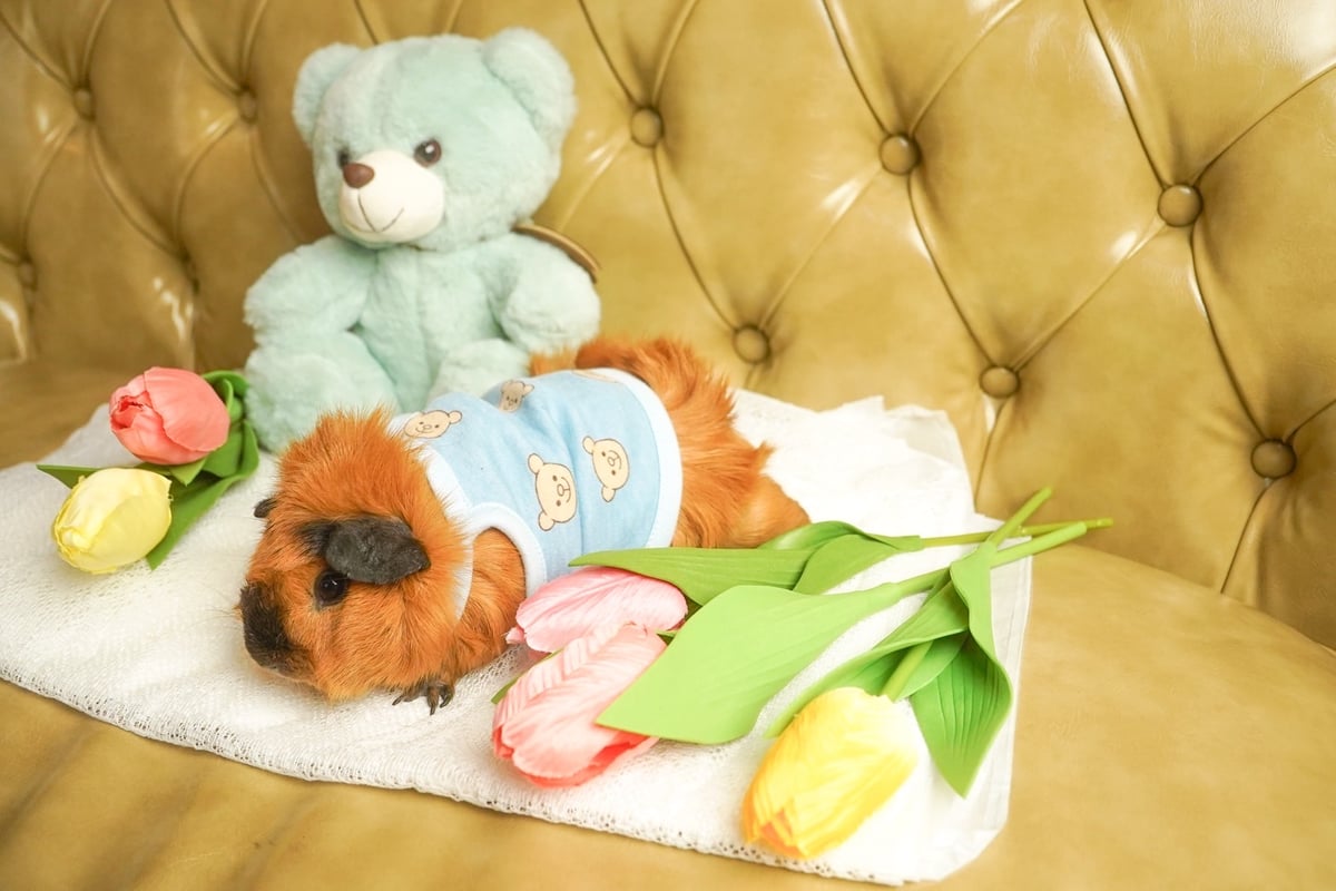 オーダー受付ページ⭐︎モルモット服 くまさん柄 オーダー受付ページ