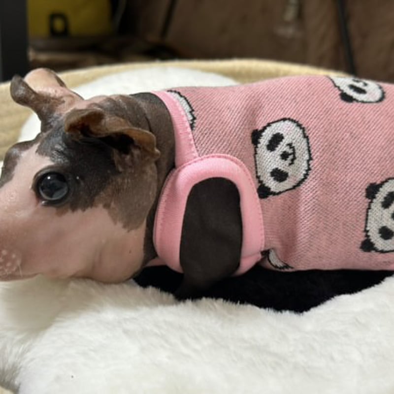 オーダー受付ページ⭐︎モルモット服 牛さん柄 オーダー受付ページ⭐︎モルモット服 牛さん柄 - メルカリ