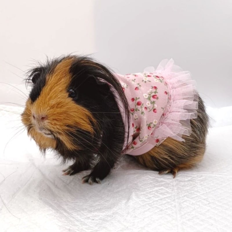 モルモット服 野苺柄 ワンピース ピンク | モルモット服専門