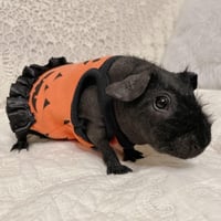 モルモット服 ハロウィンワンピース ジャック・オー・ランタン柄 オレンジ