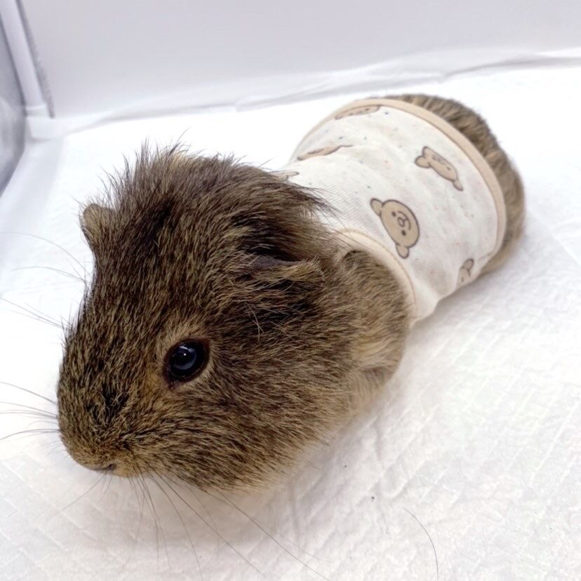 オーダー受付ページ☆モルモット服 ベビーくまちゃん柄