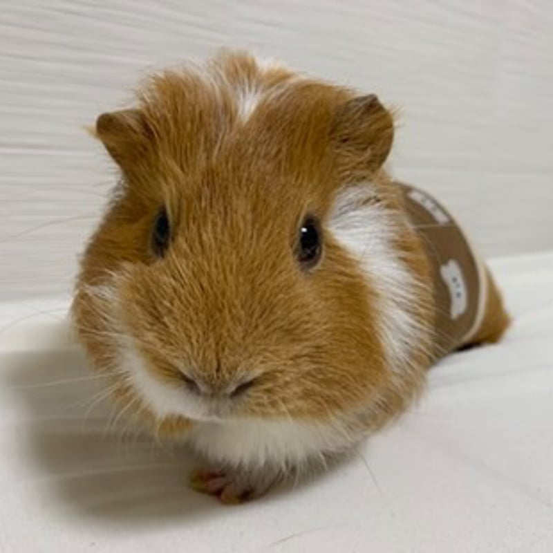 モルモット服 くまさん柄 ブラウン | モルモット服専門 morucolle