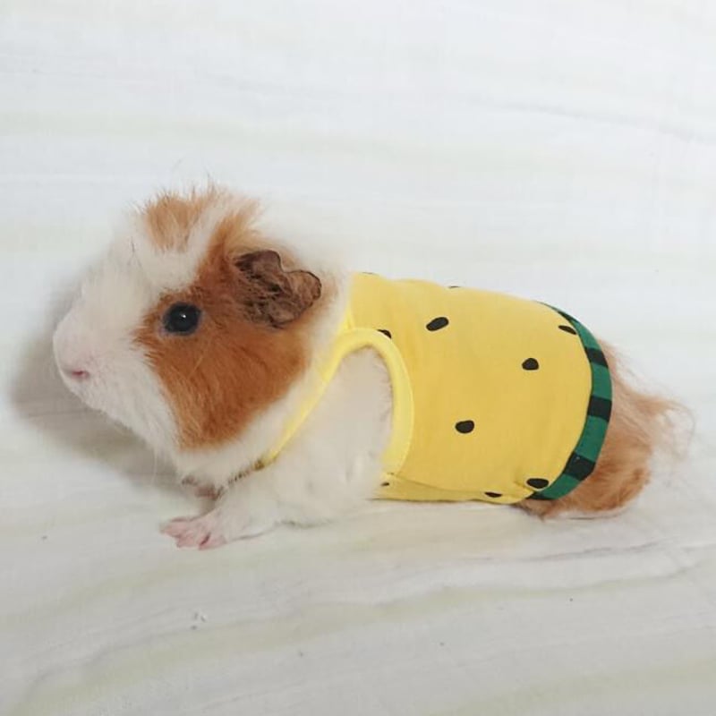 モルモット服 なりきりスイカ イエロー | モルモット服専門 morucolle