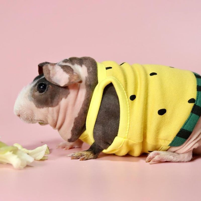 モルモット服専門 morucolle