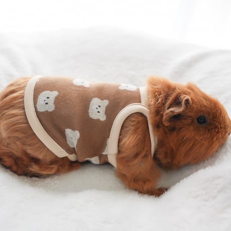 モルモット服専門 morucolle