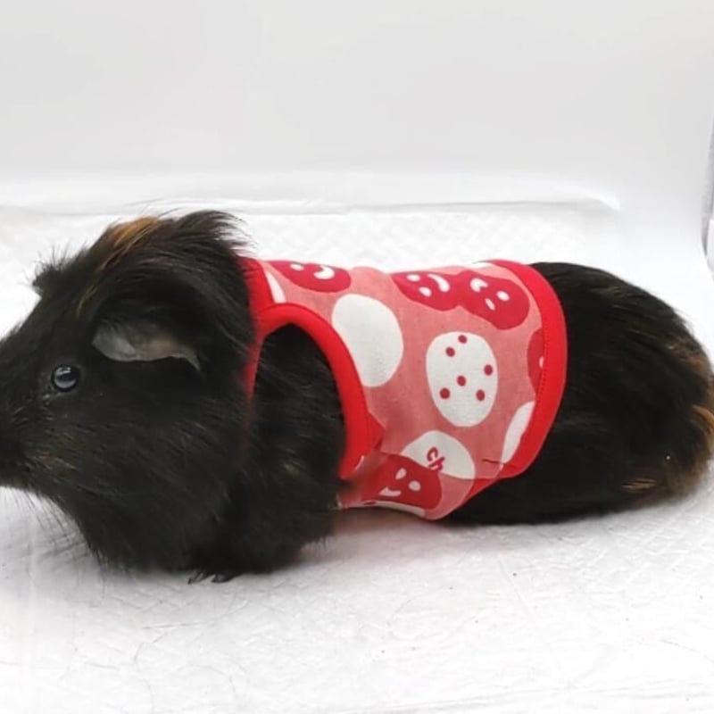 オーダー受付ページ⭐︎モルモット服 くまさん柄 オーダー受付ページ