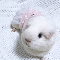 モルモット服 ワンピース ゆるかわなおはな柄  ピンク