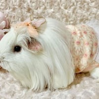 モルモット服 デイジー柄 ワンピース ピンクオレンジ