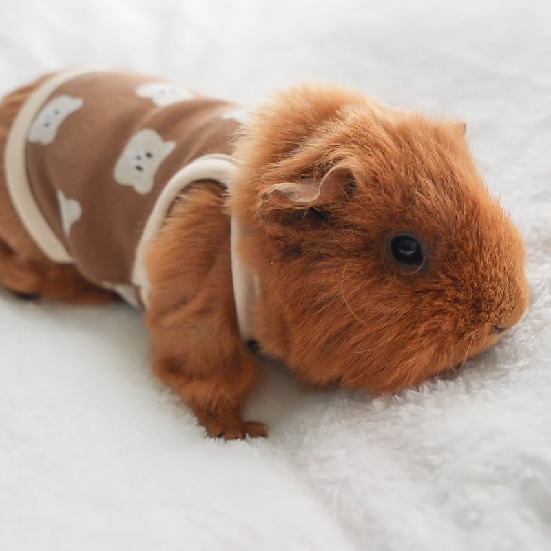 オーダー受付ページ⭐︎モルモット服 くまさん柄 モルモット服 くまさん柄 ブラウン | モルモット服専門 morucolle