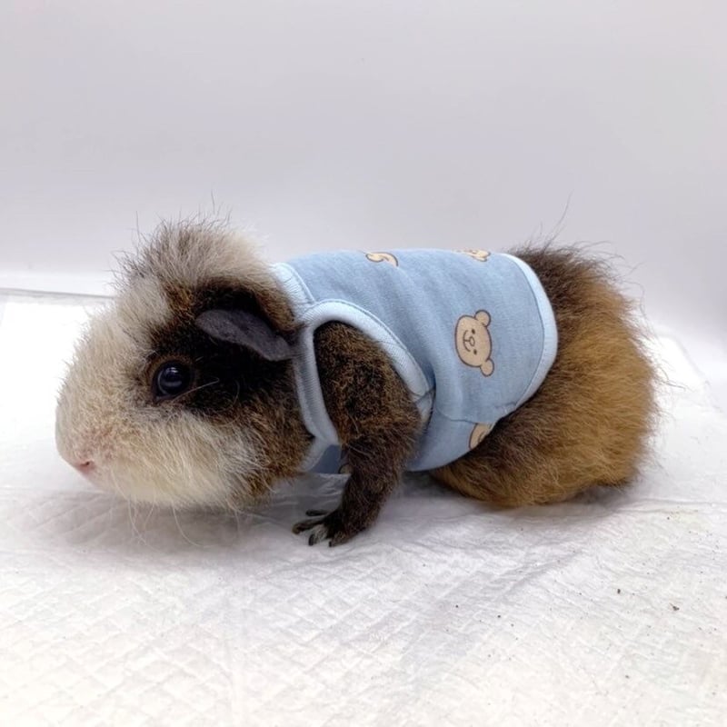 モルモット服 くまちゃん柄 ブルー | モルモット服専門 morucolle