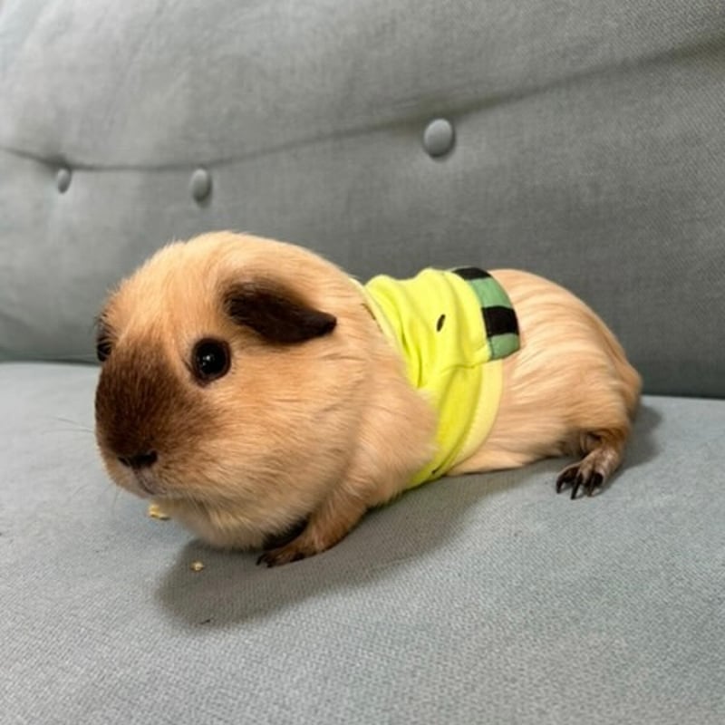 オーダー受付ページ⭐︎モルモット服 牛さん柄 モルモット服 牛さん柄