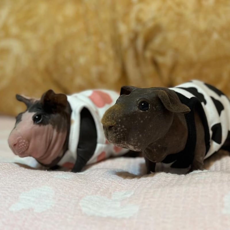 オーダー受付ページ⭐︎モルモット服 牛さん柄 オーダー受付ページ⭐︎モルモット服 牛さん柄 モルモット服 牛さん柄