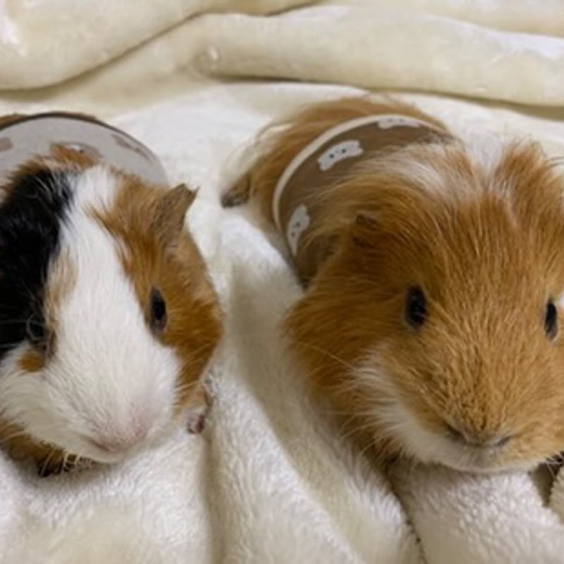 モルモット服 くまさん柄 ブラウン | モルモット服専門 morucolle