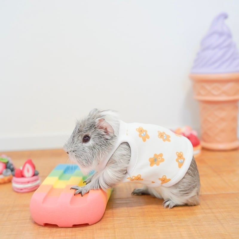 モルモット服専門 morucolle