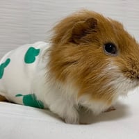 モルモット服 はーと柄  グリーン