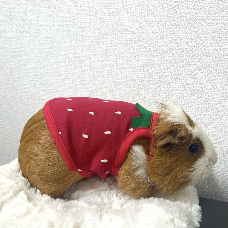 モルモット服専門 morucolle