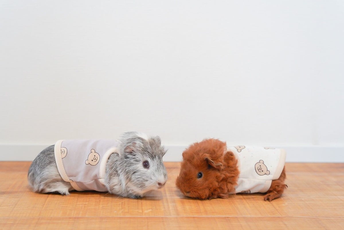 モルモット服 くまちゃん柄 ブラウン | モルモット服専門 morucolle