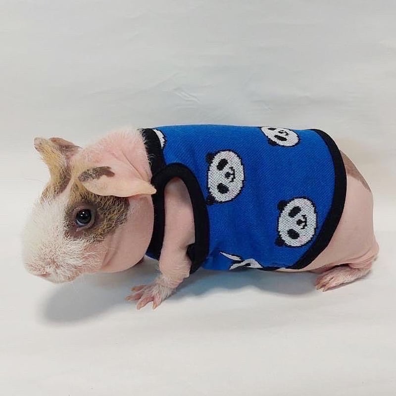 オーダー受付ページ⭐︎モルモット服 牛さん柄 オーダー受付ページ⭐︎モルモット服 牛さん柄 モルモット服 牛さん柄