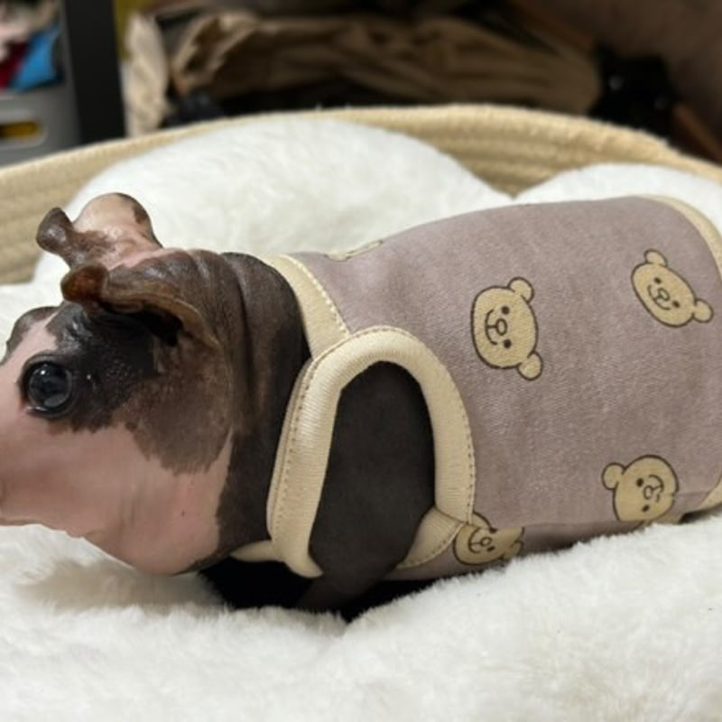 モルモット服 くまちゃん柄 ブラウン | モルモット服専門 morucolle