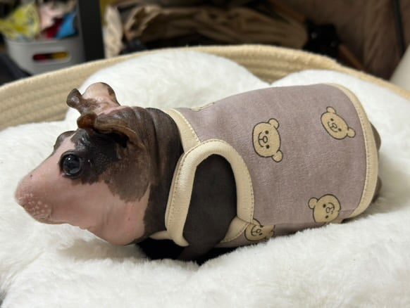 オーダー受付ページ⭐︎モルモット服 くまさん柄 プレゼント