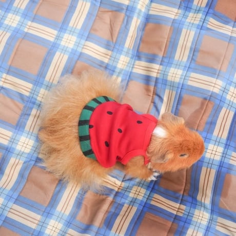 モルモット服 なりきりスイカ レッド