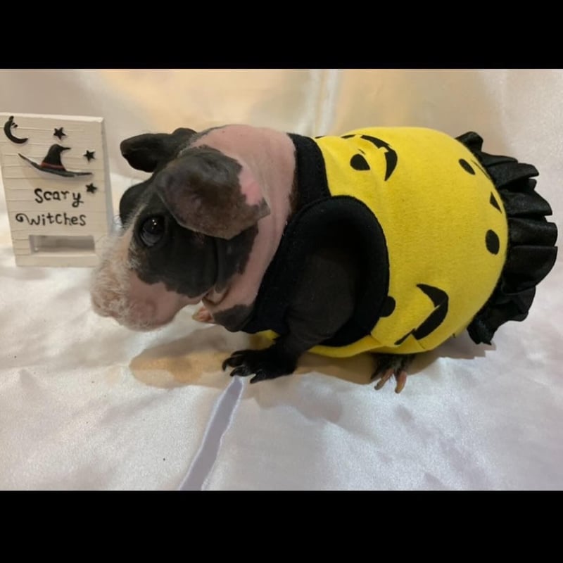 モルモット服専門 morucolle