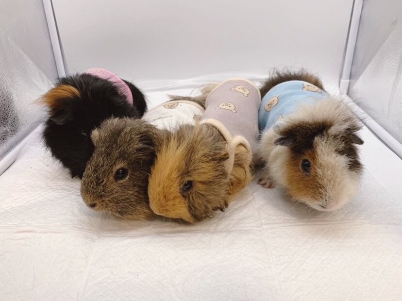 モルモット服 くまちゃん柄 ブラウン | モルモット服専門 morucolle