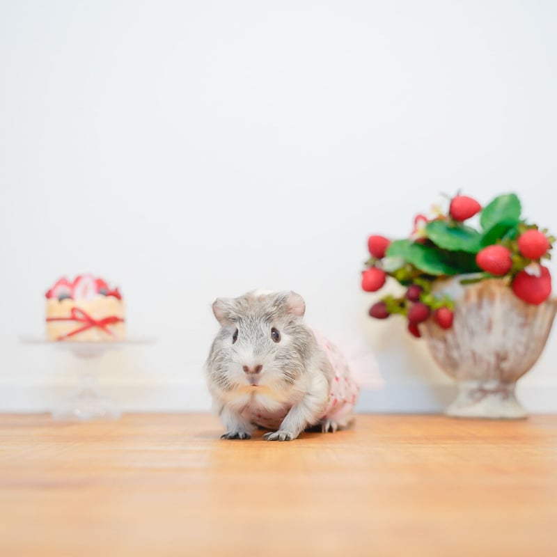 モルモット服 野苺柄 ワンピース ピンク | モルモット服専門