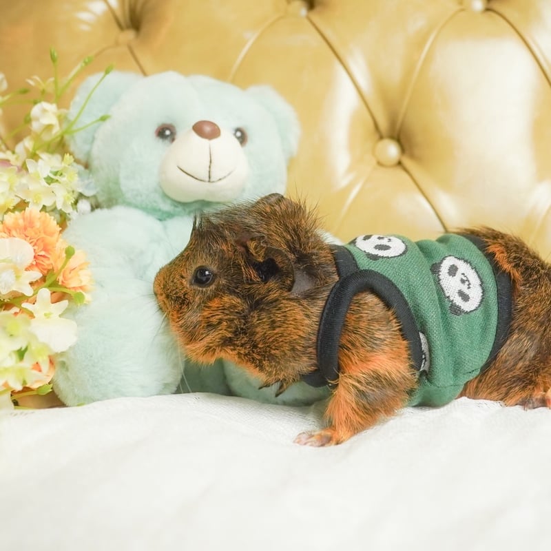 モルモット服専門 morucolle