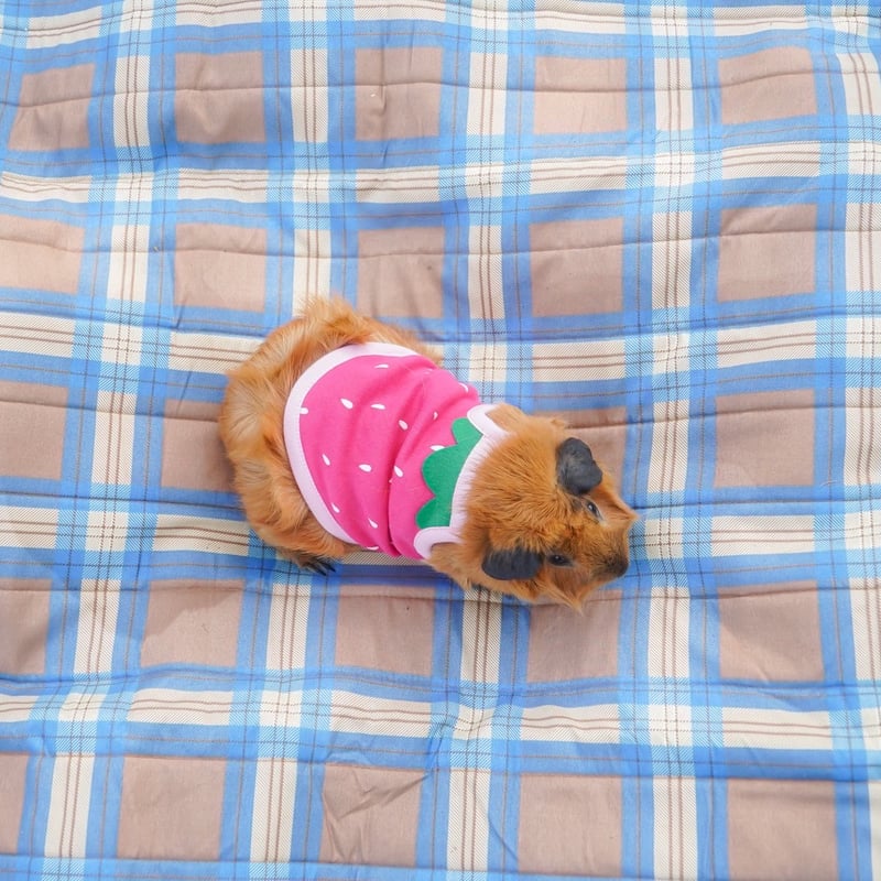 オーダー受付ページ⭐︎モルモット服 なりきりスイカ オーダー受付ページ⭐︎モルモット服 なりきりスイカ オーダー受付