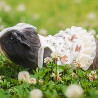 モルモット服  プードル柄ワンピース アプリコット