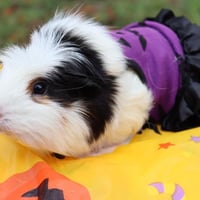 モルモット服 ハロウィンワンピース ジャック・オー・ランタン柄 パープル