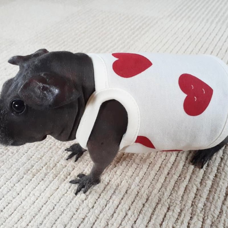 モルモット服専門 morucolle