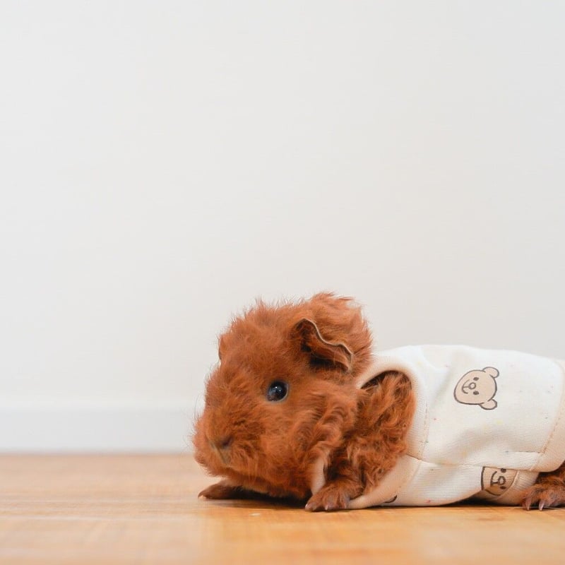 モルモット服 くまちゃん柄 ブラウン | モルモット服専門 morucolle