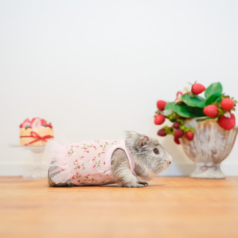 モルモット服 野苺柄 ワンピース ピンク | モルモット服専門