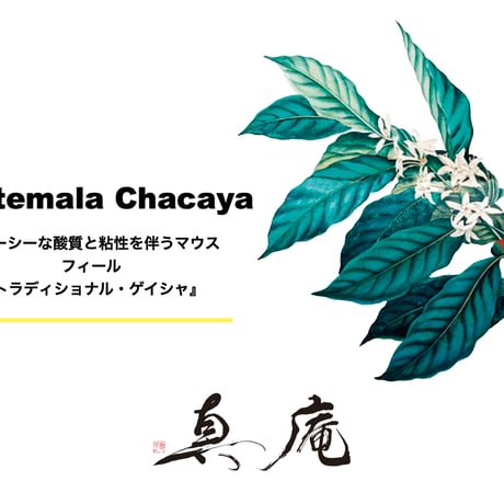 【Chacaya】Guatemala / Geisha / Washed 【チャカヤ】(グアテマラ/ ゲイシャ/ ウォッシュド)