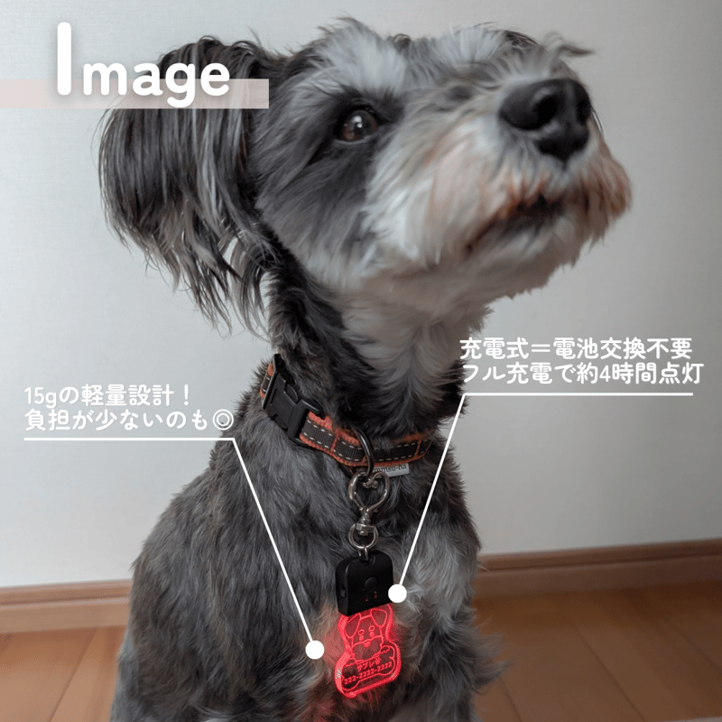 光る迷子札🐾LEDお散歩ピカピカライト🐾 | シュナウザー雑貨専門店