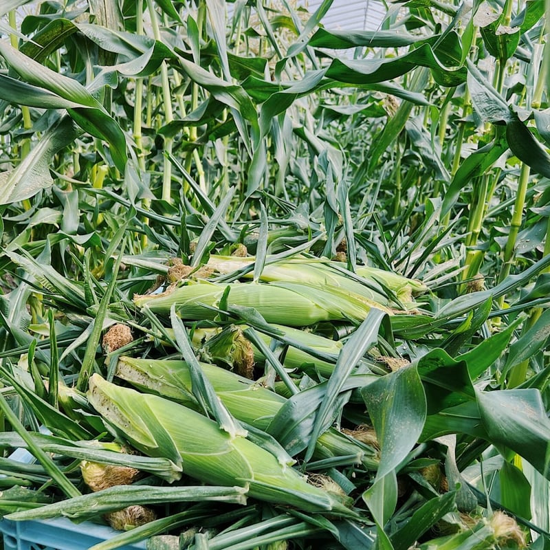 2026年7月発送】ハウス栽培 ホワイトスイートコーン ホワイト