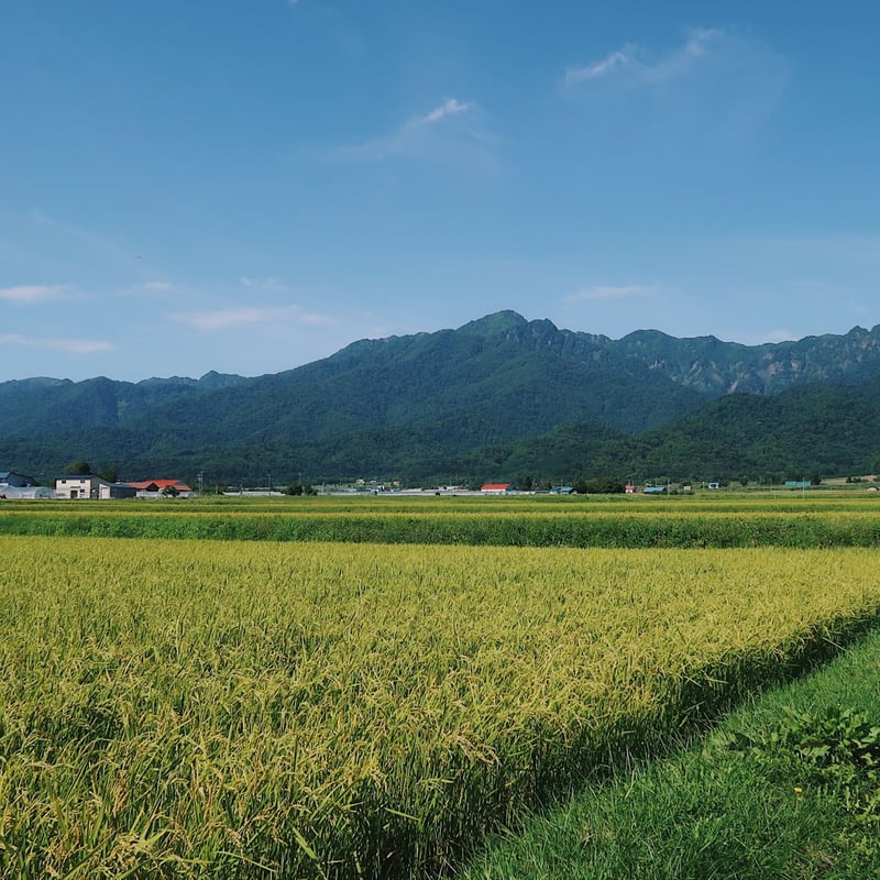 2025年　芍薬畑　確認用ページ 2025年 芍薬畑 確認用ページ 2025年 芍薬畑 確認用ページ