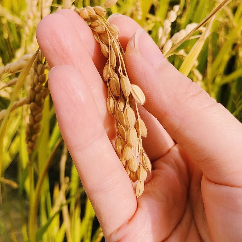 順次発送中|玄米】 ななつぼし 令和7年産 栽培期間できるだけ農薬を