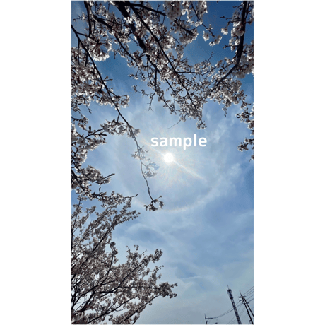 ハロと桜 8