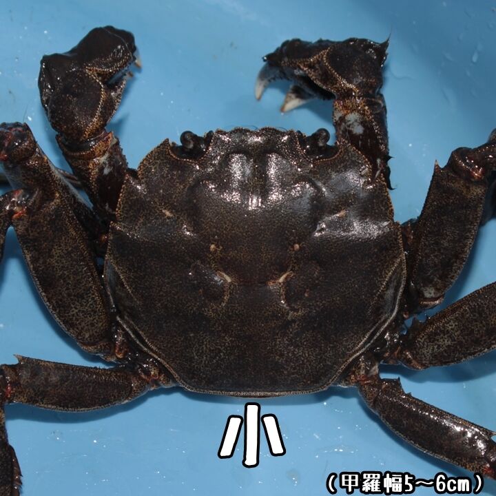 tomoko様 モクズガニ 3キロ fit=scale-down,w=1200