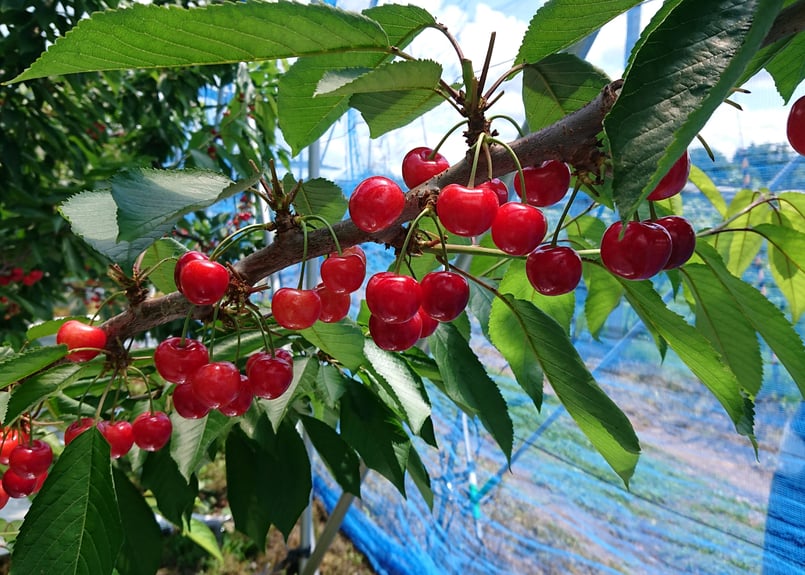 佐藤錦 バラ 1kg | 平果樹園 ONLINE STORE