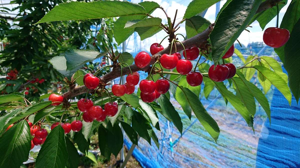 佐藤錦 バラ 1kg | 平果樹園 ONLINE STORE