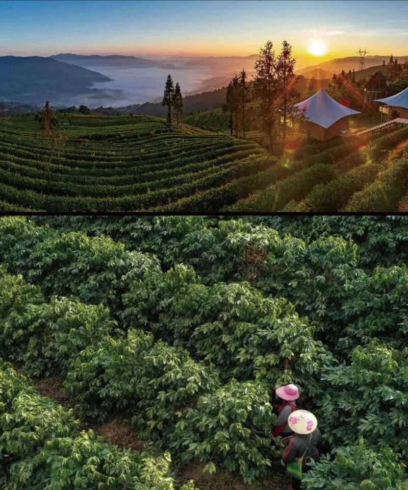 Luscious Mountain Coffee】【雲南インペリアルブレント 10袋】オリジ