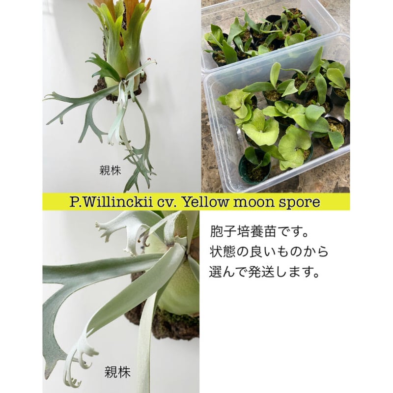 8.hana30】【ビカクシダ】P.willinckii cv. Yellow moon 胞...