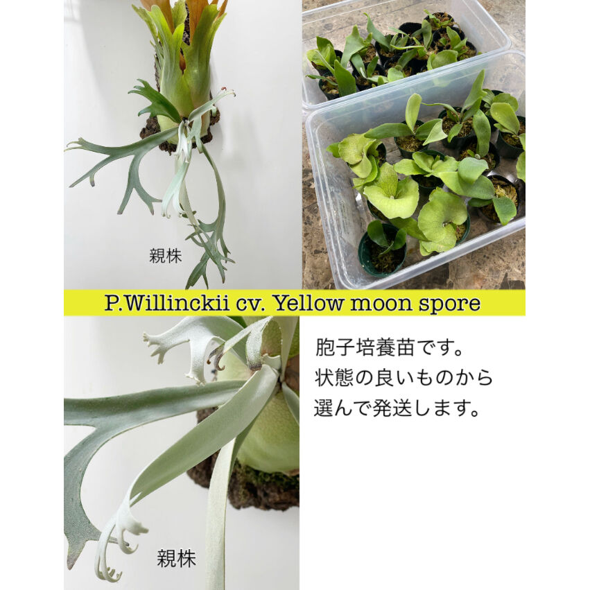 【8.hana30】【ビカクシダ】P.willinckii cv. Yellow moon  胞子培養株【鹿児島県よりゆうパック60サイズ・送料着払い・9月27日（水）発送予定】