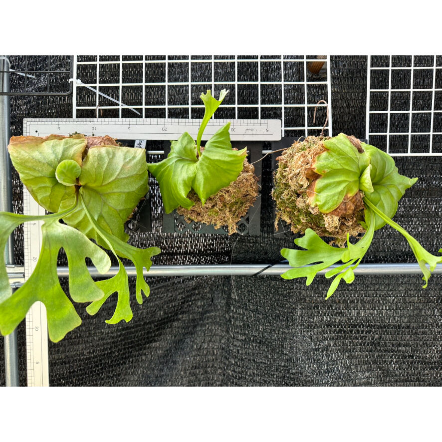 ビカクシダ リドレイ 胞子培養② (リドレイ 胞子培養株⑨ ビカクシダ リドレイ 胞子培養② (リドレイ 胞子培養株⑨