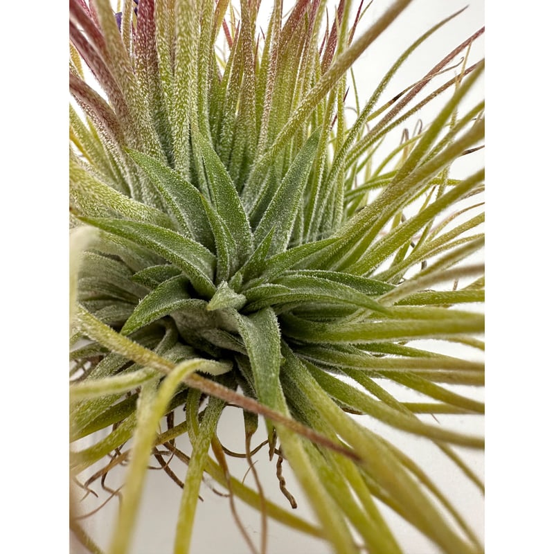 エアプランツ ティランジア イオナンタ モンストローズ #1 | G's